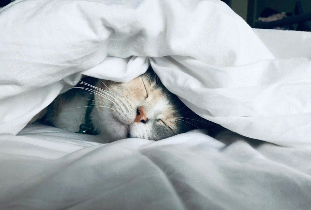 A cat sleeps under a white blanket to maintain their physical health.